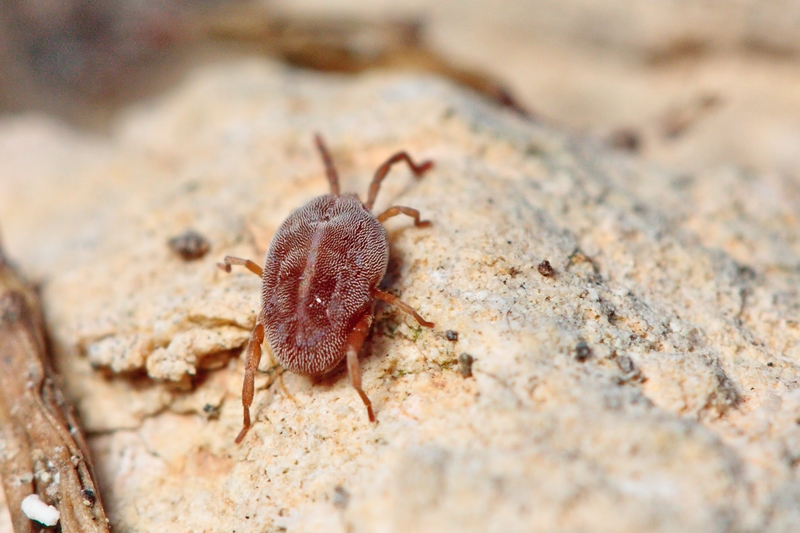 Erythraeidae, maybe Leptus - Malta